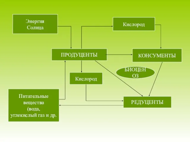 ПРОДУЦЕНТЫ КОНСУМЕНТЫ Энергия Солнца Кислород Кислород РЕДУЦЕНТЫ Питательные вещества (вода, углекислый газ и др. БИОЦЕНОЗ