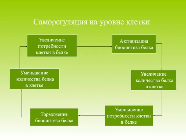 Саморегуляция на уровне клетки Увеличение потребности клетки в белке Активизация биосинтеза