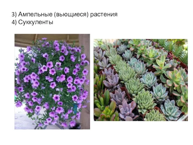 3) Ампельные (вьющиеся) растения 4) Суккуленты