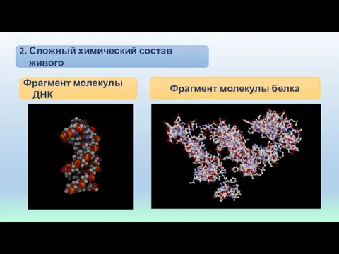 2. Сложный химический состав живого Фрагмент молекулы ДНК Фрагмент молекулы белка