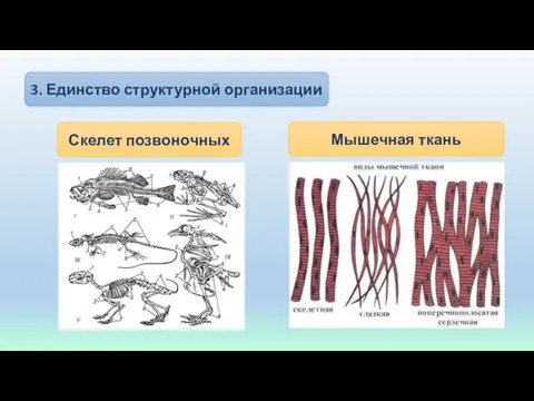 3. Единство структурной организации Скелет позвоночных Мышечная ткань