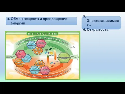 4. Обмен веществ и превращение энергии 5. Энергозависимость 6. Открытость