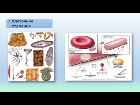 7. Клеточное строение