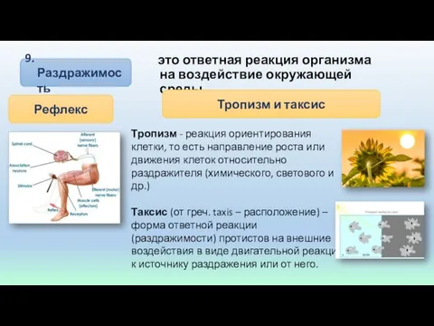 9. Раздражимость это ответная реакция организма на воздействие окружающей среды Рефлекс