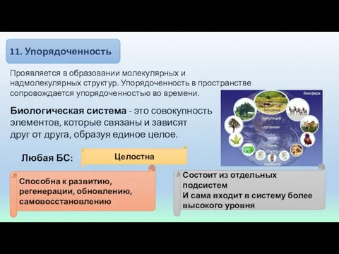 11. Упорядоченность Биологическая система - это совокупность элементов, которые связаны и