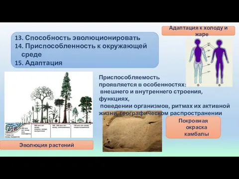 13. Способность эволюционировать 14. Приспособленность к окружающей среде 15. Адаптация Приспособляемость