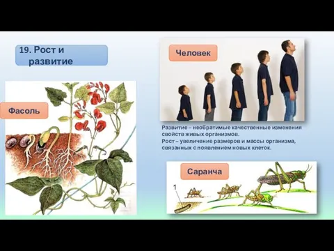 19. Рост и развитие Фасоль Человек Саранча Развитие – необратимые качественные