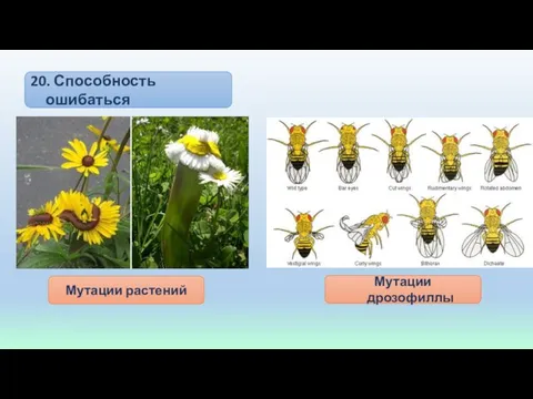 20. Способность ошибаться Мутации растений Мутации дрозофиллы