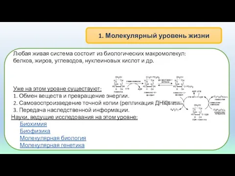 1. Молекулярный уровень жизни Любая живая система состоит из биологических макромолекул: