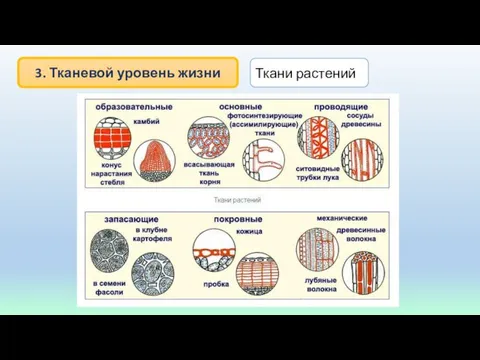 3. Тканевой уровень жизни Ткани растений