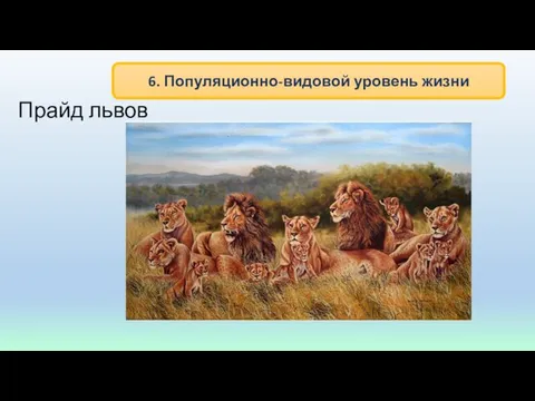 Прайд львов 6. Популяционно-видовой уровень жизни