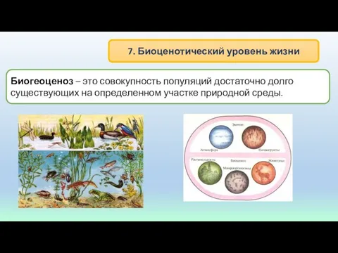 7. Биоценотический уровень жизни Биогеоценоз – это совокупность популяций достаточно долго