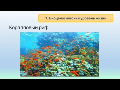 Коралловый риф 7. Биоценотический уровень жизни