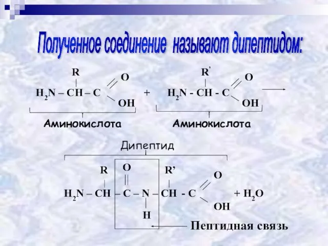 Пептидная связь Полученное соединение называют дипептидом: Аминокислота Аминокислота Дипептид +