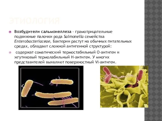 ЭТИОЛОГИЯ Возбудители сальмонеллеза - грамотрицательные подвижные палочки рода Salmonella семейства Enterobacteriaceae,