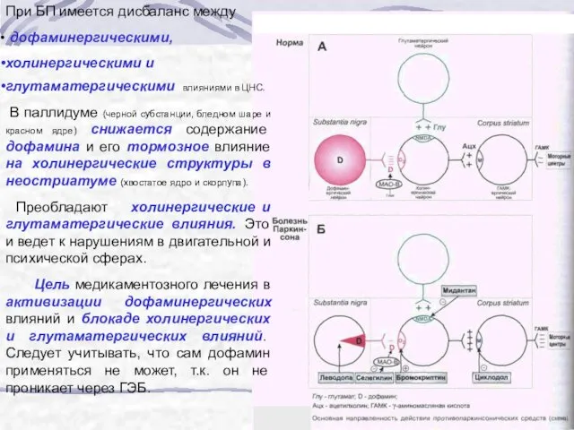 При БП имеется дисбаланс между дофаминергическими, холинергическими и глутаматергическими влияниями в