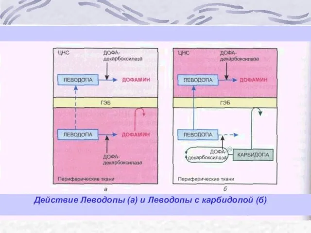 Действие Леводопы (а) и Леводопы с карбидопой (б)