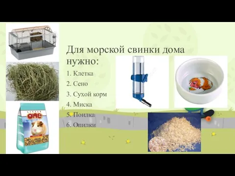 Для морской свинки дома нужно: 1. Клетка 2. Сено 3. Сухой