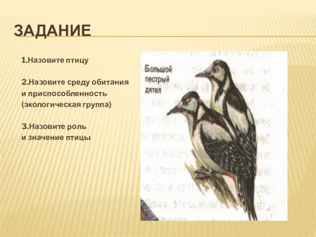 ЗАДАНИЕ 1.Назовите птицу 2.Назовите среду обитания и приспособленность (экологическая группа) 3.Назовите роль и значение птицы