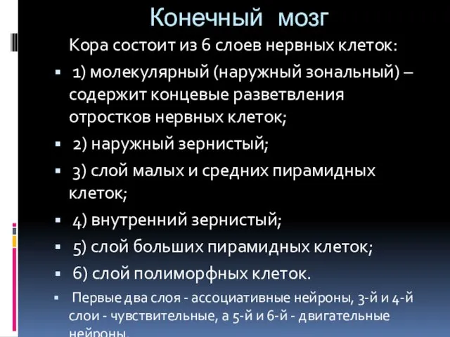 Конечный мозг Кора состоит из 6 слоев нервных клеток: 1) молекулярный