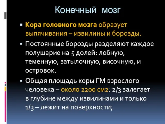 Конечный мозг Кора головного мозга образует выпячивания – извилины и борозды.