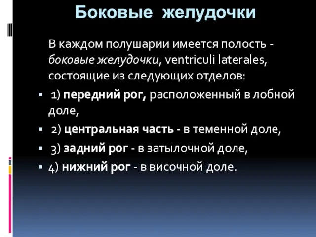 Боковые желудочки В каждом полушарии имеется полость - боковые желудочки, ventriculi