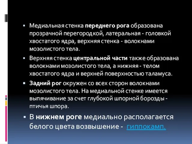 Медиальная стенка переднего рога образована прозрачной перегородкой, латеральная - головкой хвостатого