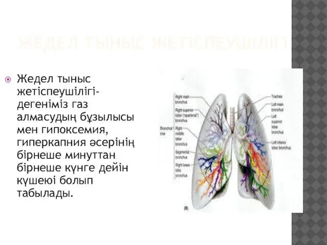 ЖЕДЕЛ ТЫНЫС ЖЕТІСПЕУШІЛІГІ Жедел тыныс жетіспеушілігі- дегеніміз газ алмасудың бұзылысы мен