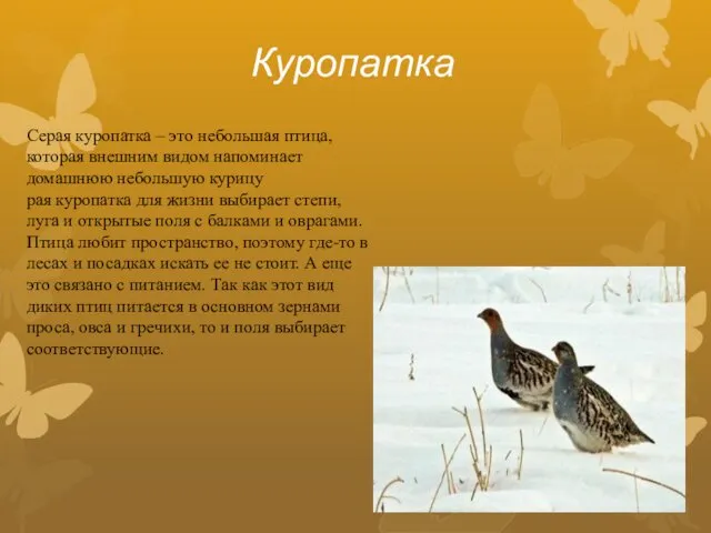 Куропатка Серая куропатка – это небольшая птица, которая внешним видом напоминает