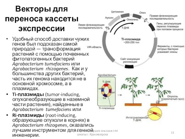 Векторы для переноса кассеты экспрессии Удобный способ доставки чужих генов был