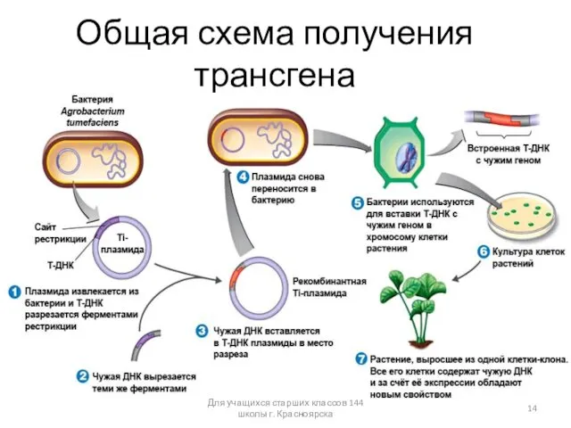 Общая схема получения трансгена Для учащихся старших классов 144 школы г. Красноярска