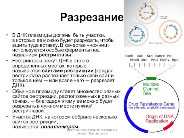 Разрезание В ДНК плазмиды должны быть участки, в которых ее можно