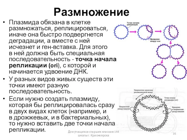 Размножение Плазмида обязана в клетке размножаться, реплицироваться, иначе она быстро подвергнется