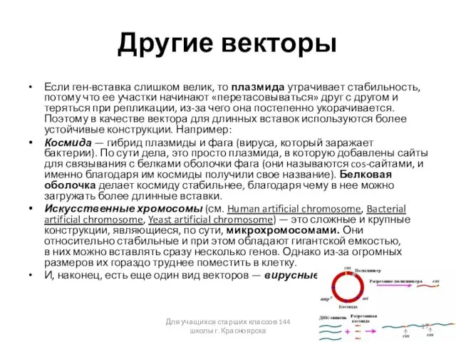 Другие векторы Если ген-вставка слишком велик, то плазмида утрачивает стабильность, потому