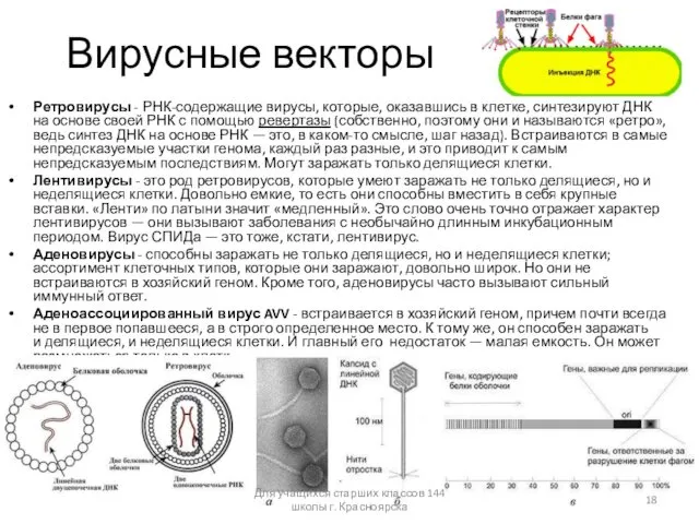 Вирусные векторы Ретровирусы - РНК-содержащие вирусы, которые, оказавшись в клетке, синтезируют