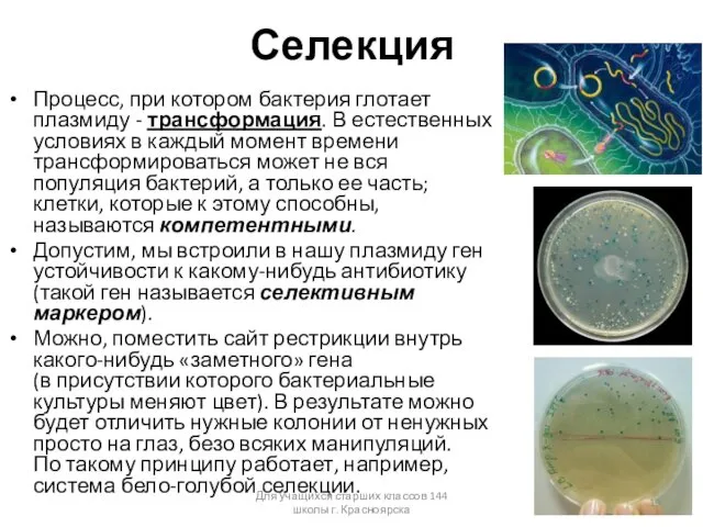 Селекция Процесс, при котором бактерия глотает плазмиду - трансформация. В естественных