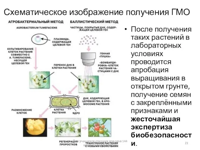 Схематическое изображение получения ГМО После получения таких растений в лабораторных условиях