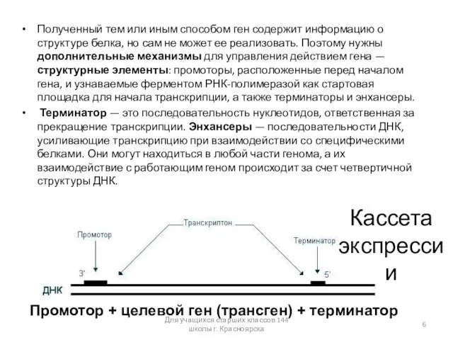 Полученный тем или иным способом ген содержит информацию о структуре белка,