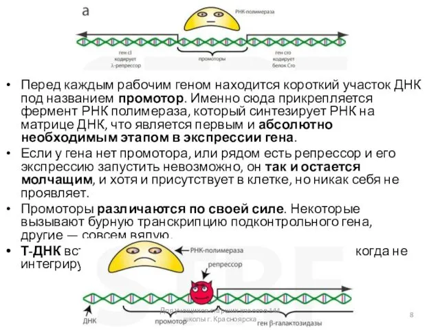 Перед каждым рабочим геном находится короткий участок ДНК под названием промотор.