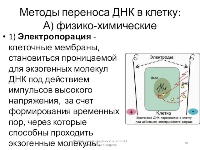 Методы переноса ДНК в клетку: А) физико-химические 1) Электропорация - клеточные