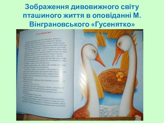 Зображення дивовижного світу пташиного життя в оповіданні М. Вінграновського «Гусенятко»