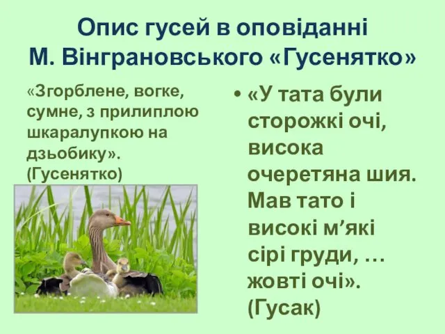 Опис гусей в оповіданні М. Вінграновського «Гусенятко» «Згорблене, вогке, сумне, з