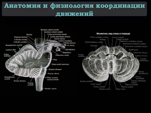 Анатомия и физиология координации движений