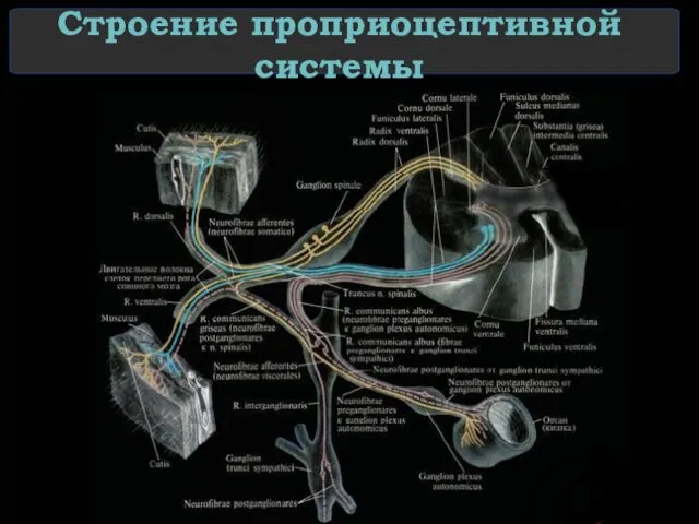 Строение проприоцептивной системы