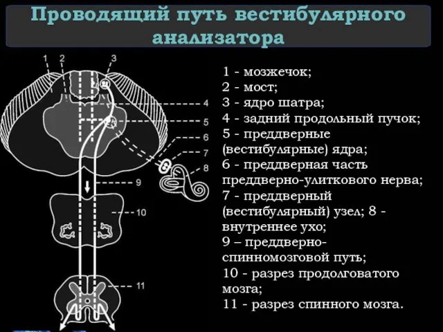 Проводящий путь вестибулярного анализатора 1 - мозжечок; 2 - мост; 3