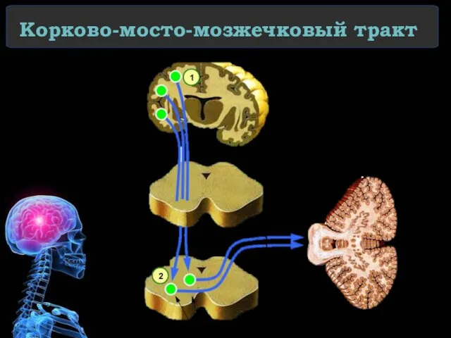 Корково-мосто-мозжечковый тракт