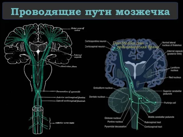 Проводящие пути мозжечка