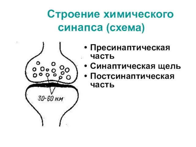 Строение химического синапса (схема) Пресинаптическая часть Синаптическая щель Постсинаптическая часть