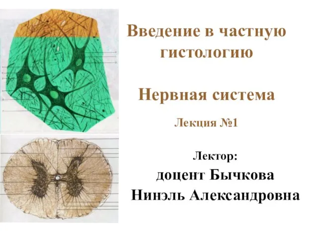 Введение в частную гистологию Нервная система Лекция №1 Лектор: доцент Бычкова Нинэль Александровна