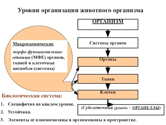 Уровни организации животного организма ОРГАНИЗМ Системы органов Органы Ткани Клетки (Субклеточный